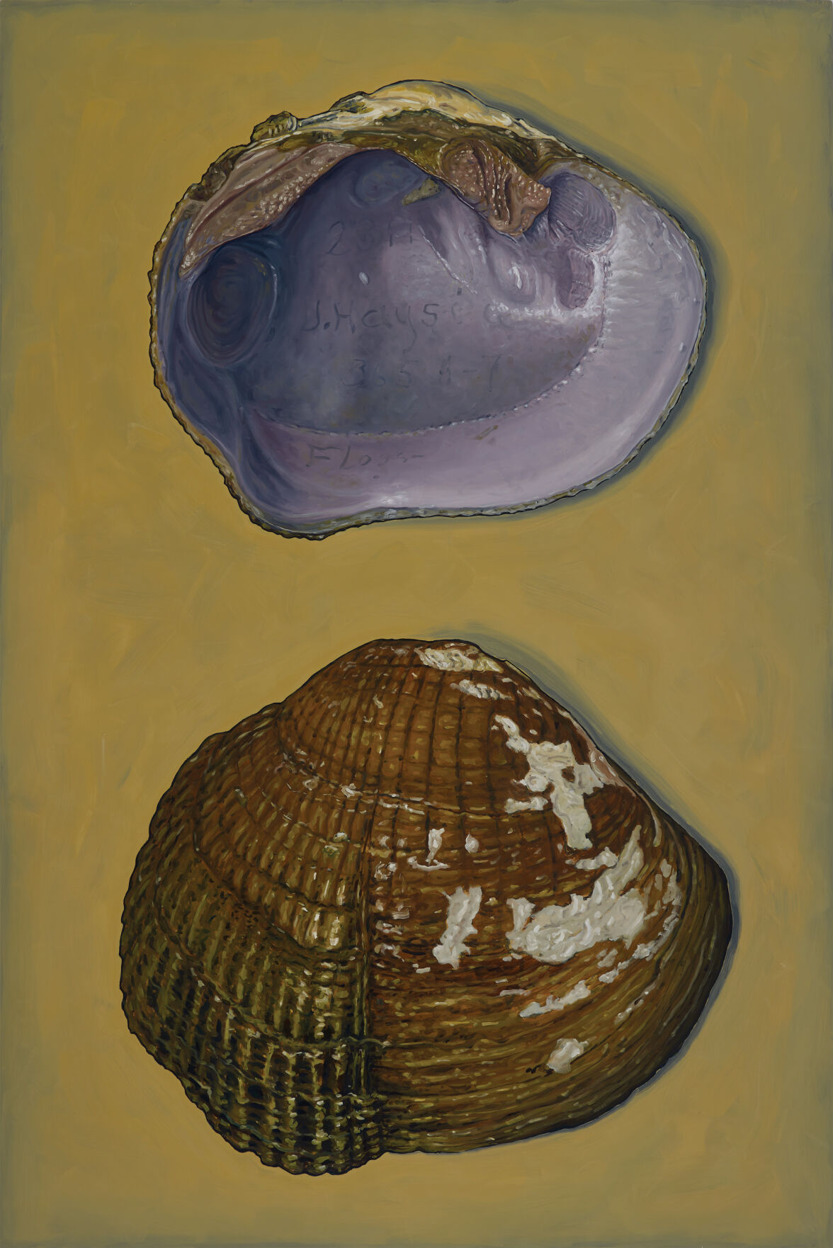 Alberto-Rey---extinct-mussel---female----48-x72-inches.jpg